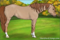 Horse Color:Red Dun 