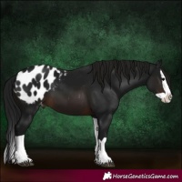 Horse Color:Gray Brown Splash Appaloosa 