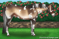 Horse Color:White Spotted Brown Onyx 
