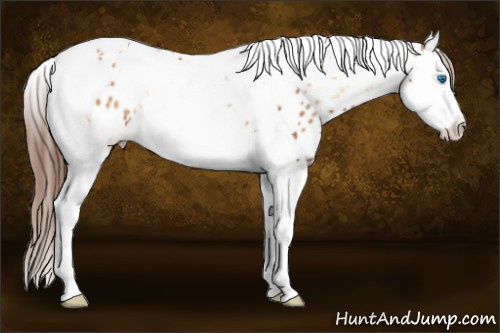 Horse Color:Red Onyx Splash Tobiano Near Leopard