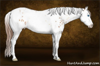 Horse Color:Red Onyx Splash Tobiano Near Leopard 