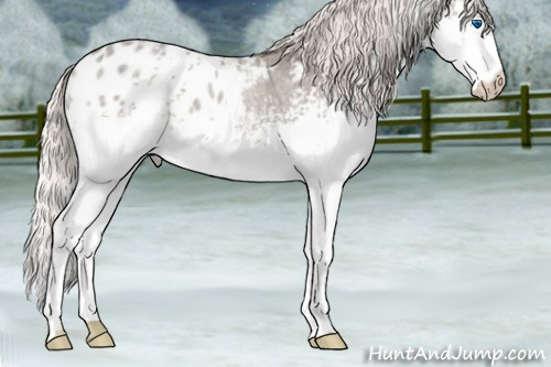 Horse Color:White Spotted Silver Grullo Roan Splash Appaloosa 