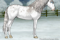 Horse Color:White Spotted Silver Grullo Roan Splash Appaloosa 