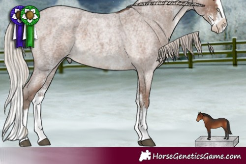 Horse Color:White Spotted Silver Blue Roan Splash 