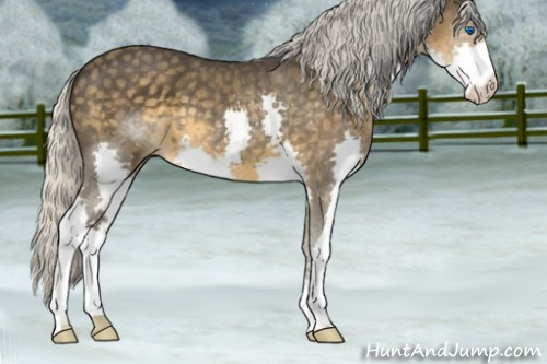 Horse Color:Silver Smoky Blue Roan Splash