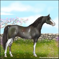 Horse Color:White Spotted Liver Chestnut Sabino 