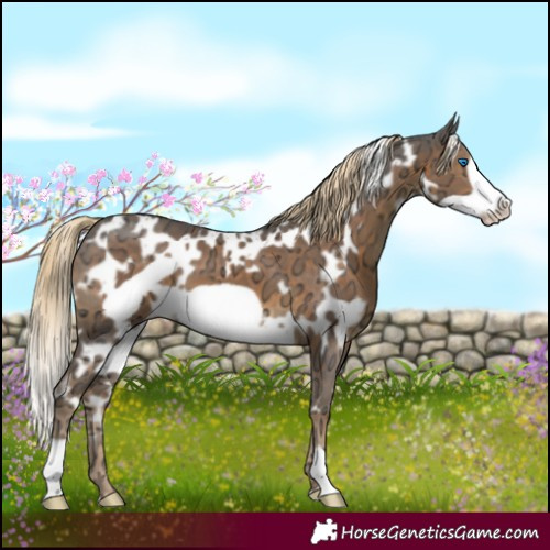 Horse Color:White Spotted Chocolate Palomino Ice Frame 