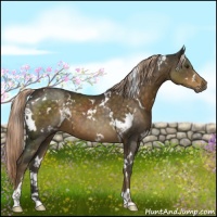 Horse Color:White Spotted Chocolate Palomino 