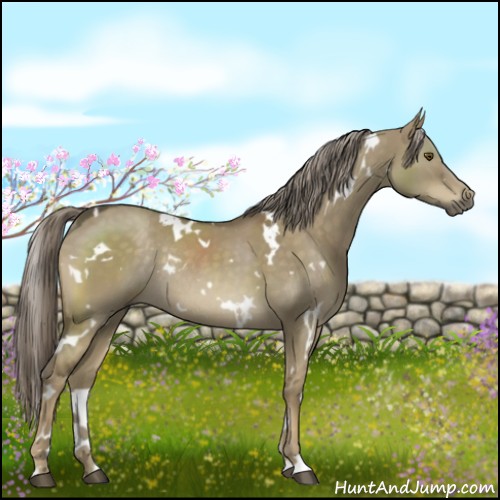 Horse Color:White Spotted Chocolate Palomino Dun Rabicano