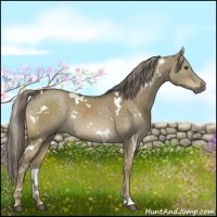 Horse Color:White Spotted Chocolate Palomino Dun Rabicano 