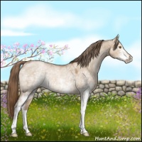 Horse Color:White Spotted Liver Red Dun Pearl 
