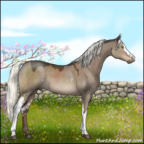 Horse Color:White Spotted Liver Red Dun Mushroom