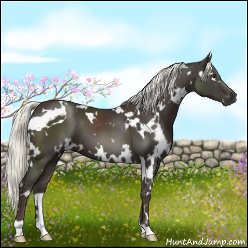 Horse Color:White Spotted Liver Chestnut 