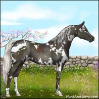 Horse Color:White Spotted Liver Chestnut