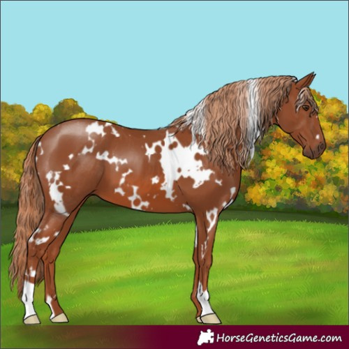 Horse Color:White Spotted Chestnut 