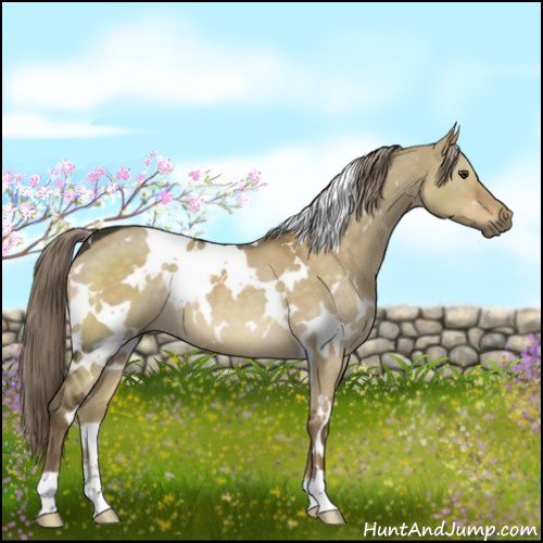 Horse Color:White Spotted Chocolate Palomino Dun 
