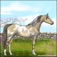 Horse Color:White Spotted Chocolate Palomino Dun 