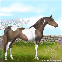 Horse Color:Liver Chestnut Tobiano 