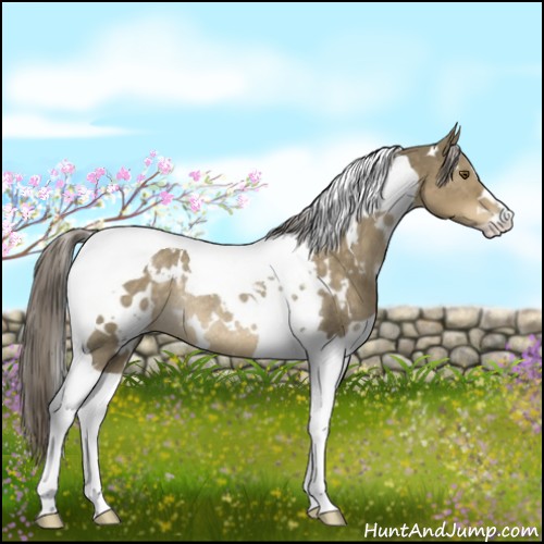 Horse Color:White Spotted Chocolate Palomino Dun Tobiano Rabicano