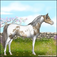 Horse Color:White Spotted Chocolate Palomino Dun Tobiano Rabicano 