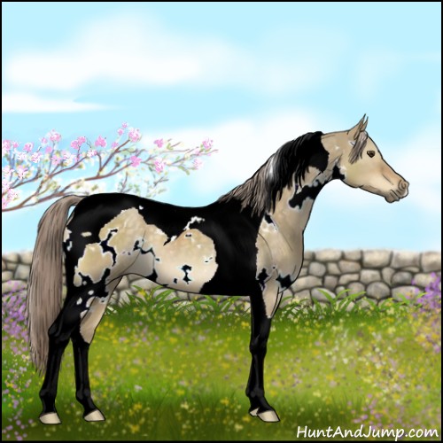 Horse Color:White Spotted Chocolate Palomino Dun Tobiano 