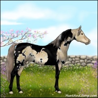 Horse Color:White Spotted Chocolate Palomino Dun Tobiano 