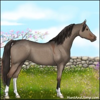 Horse Color:Liver Red Dun Roan 