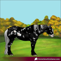 Horse Color:ERROR: UNKNOWN ANOMALY