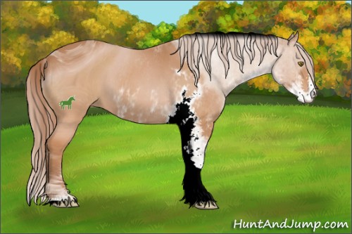 Horse Color:ERROR: UNKNOWN ANOMALY