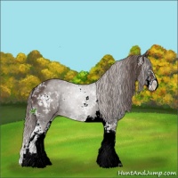 Horse Color:Liver Chestnut Sabino Rabicano 