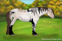 Horse Color:ERROR: UNKNOWN ANOMALY