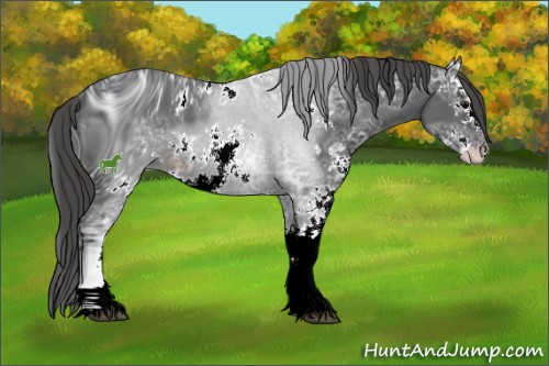 Horse Color:ERROR: UNKNOWN ANOMALY