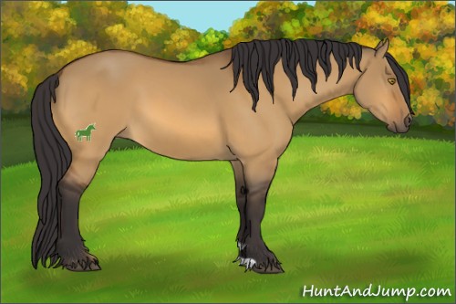 Horse Color:Buckskin Dun 