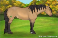 Horse Color:Buckskin Dun 