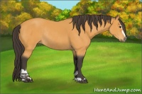 Horse Color:Buckskin Sabino Rabicano 