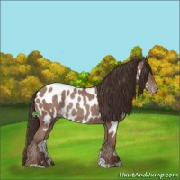 Horse Color:Classic Champagne Near Leopard Rabicano 