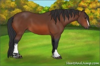 Horse Color:White Spotted Brown Sabino