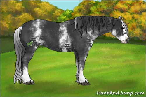 Horse Color:White Spotted Black Sabino Splash Varnish Rabicano