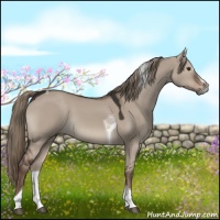 Horse Color:Liver Red Dun Sabino Tobiano