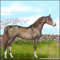 Horse Color:Liver Red Dun Sabino 