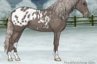 Horse Color:Silver Blue Roan Appaloosa 