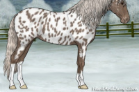 Horse Color:Silver Blue Roan Appaloosa 