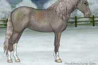 Horse Color:Silver Blue Roan Appaloosa 