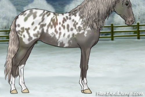 Horse Color:Silver Blue Roan Appaloosa
