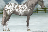 Horse Color:Silver Blue Roan Appaloosa 