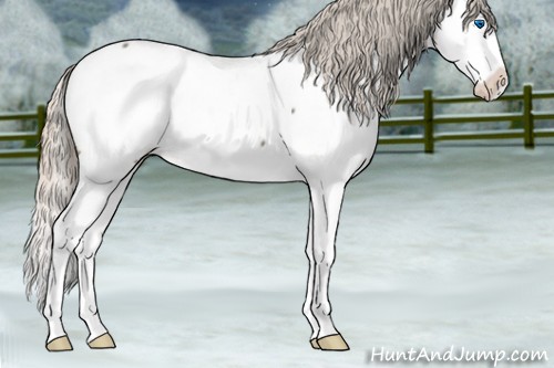 Horse Color:Silver Blue Roan Splash Appaloosa 