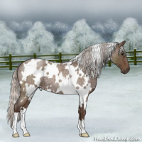 Horse Color:White Spotted Silver Blue Roan 