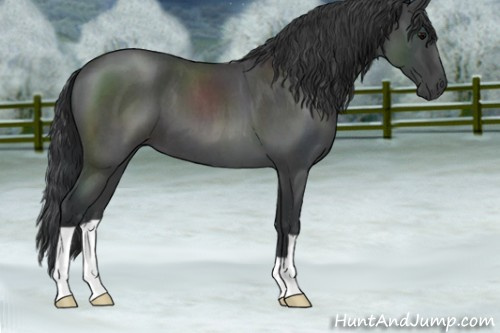 Horse Color:Blue Roan 