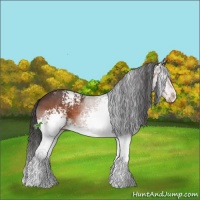 Horse Color:White Spotted Brown Sabino Splash Appaloosa 