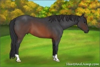 Horse Color:Brown Roan